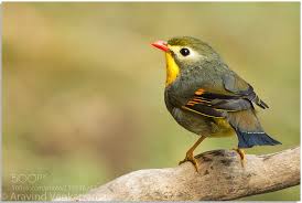 May The Bird Of Paradise Fly Up Your Nose Meaning Red Billed Leiothrix Pet Birds Nature Birds Beautiful Birds