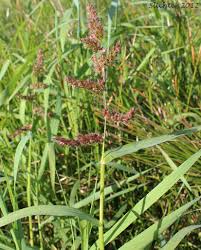 Image result for Echinochloa