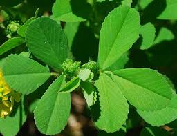 Image result for Trifolium campestre