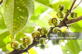 Image result for Bellucia