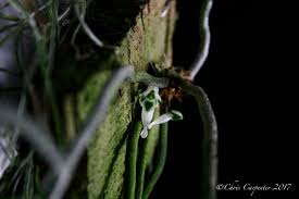 Image result for Microcoelia bulbocalcarata