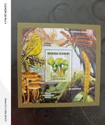 Image result for Disa ochrostachya