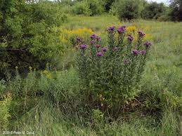 Image result for Vernonia stenocephala