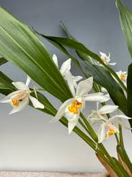 Image result for Kohautia cynanchica