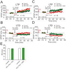 The study reports tms helps improve memory in. Plos One Regulation Of Spike Timing Dependent Plasticity Of Olfactory Inputs In Mitral Cells In The Rat Olfactory Bulb