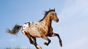 Check spelling or type a new query. Appaloosa Horse Breed Profile