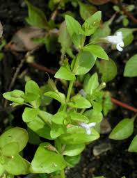 Image result for Lindernia conferta