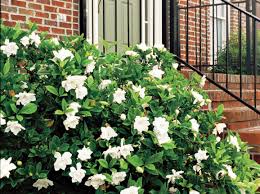 Image result for Gardenia brachythamnus