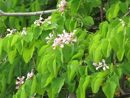 Image result for Bauhinia monandra