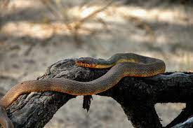 Jika ular menyusur akar, tidak akan hilang bisanya. Ular Menyusur Akar Takkan Hilang Bisa