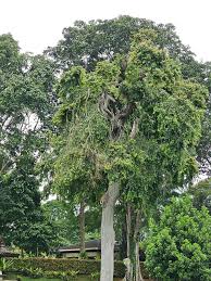 Image result for Anisophyllea quangensis