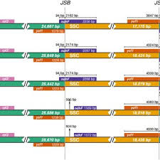 Image result for Elatostema welwitschii