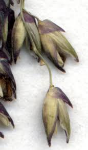 Image result for Panicum coloratum