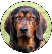 Image result for alpský brakýř jezevčíkovitý