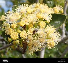 Image result for Scolopia zeyheri