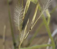 Image result for Stipagrostis