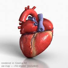 Human Heart 3d Model Ad Human Heart Model In 2020 Human Heart Human Human Heart Anatomy