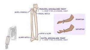 Image result for Galeazzi Sign