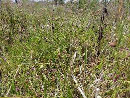 Image result for Sphaeranthus gazaensis