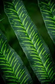 Image result for Coniogramme