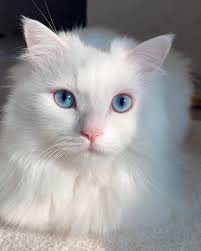 Sources indicate the actress Elisabeth Debicki (The Crown, Guardians of the  Galaxy) as James Gunn's new Wonder Woman. Remembering that the actress is  almost 2 meters tall, And she already worked with