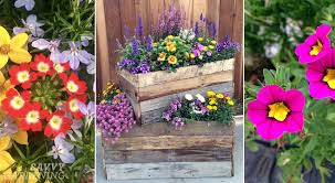 You can also grow them in windowsills, in pots, or simply as ground covers and borders, preferring. Container Plants For Full Sun Choices For Colour Foliage And Texture