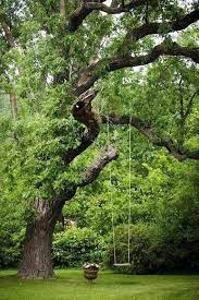 Pin By Kelly Carpenter On Drawing Ideas Dream Garden Beautiful Tree Backyard