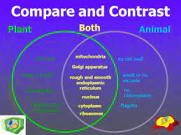 Check spelling or type a new query. Comparing Plant And Animal Cells Ppt Download