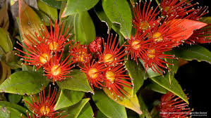Check spelling or type a new query. Hd Wallpaper Southern Rata Blossom Stewart Island New Zealand Flowers Gardens Wallpaper Flare