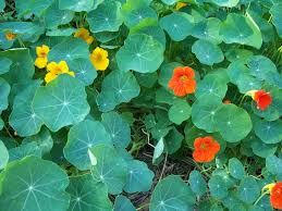We did not find results for: Little Notes From Heather And Martin Edible Weeds In My Auckland Garden