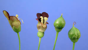 Image result for Scrophulariaceae