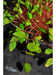 Image result for Begonia vankerckhovenii