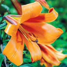 Buy African Queen Trumpet Lily Breck S Trumpet Lily Part Shade Flowers African Queen