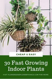 30 Fast Growing Indoor Plants Flowersandflowerthings In 2020 Plants Indoor Plants Fast Growing Plants