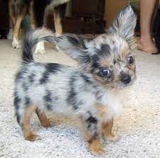 All ckc reg health contract and current vaccinations and dewormings. Hpim3630 Chihuahua Puppies Long Haired Chihuahua Puppies Cute Baby Puppies
