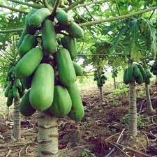 200+ gambar lucu bikin ngakak yang konyol dan gokil abis update terbaru 2018. Nak Tanam Betik Di Tepi Rumah Pilih Yang Jenis Ni Berbuah Lebat Manis Pokok Pun Rendah Je Keluarga