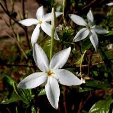 Image result for Leptactina benguelensis