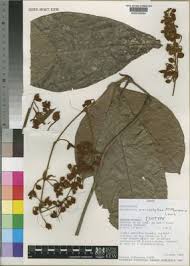 Image result for Pseudocalyx saccatus