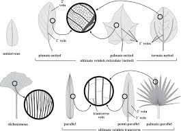Image result for Erythroxylum emarginatum