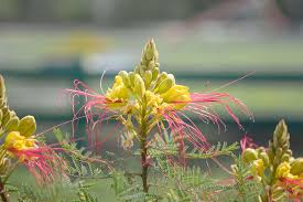 Image result for Caesalpinia