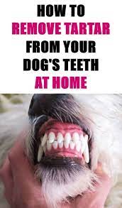 During dental scaling, plaque is removed from the tooth surface and underneath the gumline. How To Scrape The Plaque Off Your Dog S Teeth Dog Teeth Cleaning Dog Teeth Dog Teeth Tartar