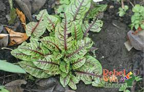 Growing hardy marginal pond plants is easy! How To Grow Bloody Dock Rebel With A Garden