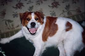 Black And White St Bernard Puppy Jack Russell St Bernard Mix He Just Looks Like The Coolest Dog Want Jack Russell Best Dogs Pets