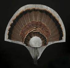 My passion for turkey hunting has grown into an obsession. Turkey Tail Plaque Plans Plans And Software The Patriot Woodworker