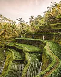 Tegalalang Ubud Bali Indonesia Bali Indonesia Nature Travel Bali Bali Travel