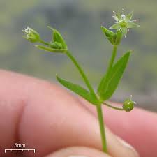 Image result for Stellaria