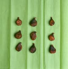 Resultado de imagem para figo preto de torres