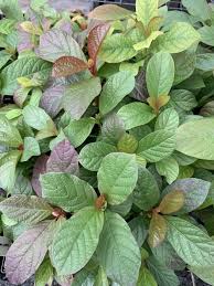 Image result for Mitragyna