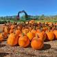 Halloween Celebrations — Walliswood Village Hall event image
