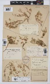 Image result for Lotononis laxa